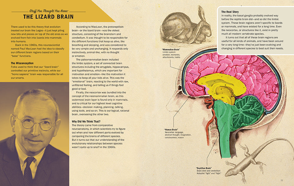 Brains Explained