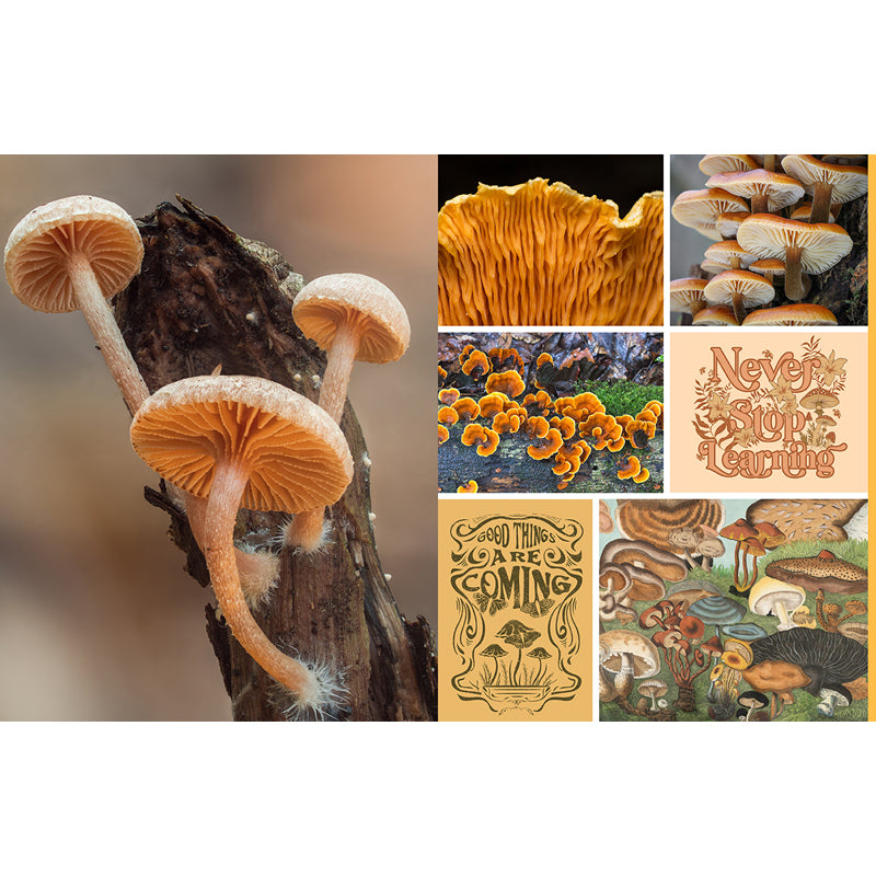 Cut and Collage Mushrooms and Fungi