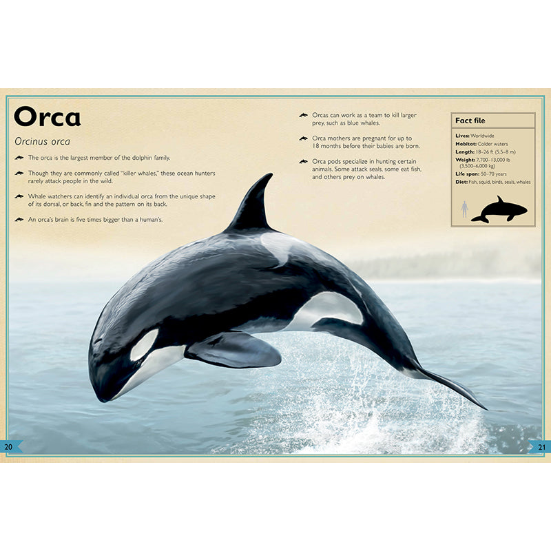 The Magnificent Book of Ocean Creatures