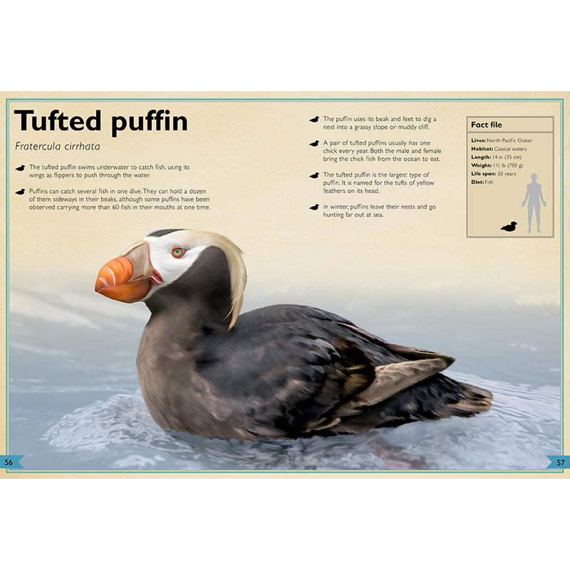 The Magnificent Book of Ocean Creatures