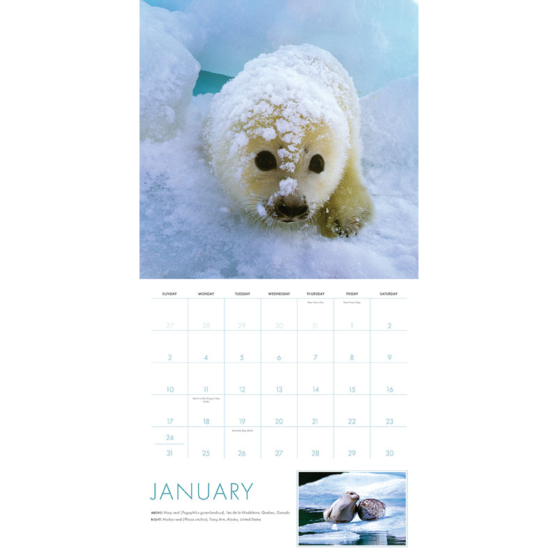 2027 Baby Animals Wall Calendar