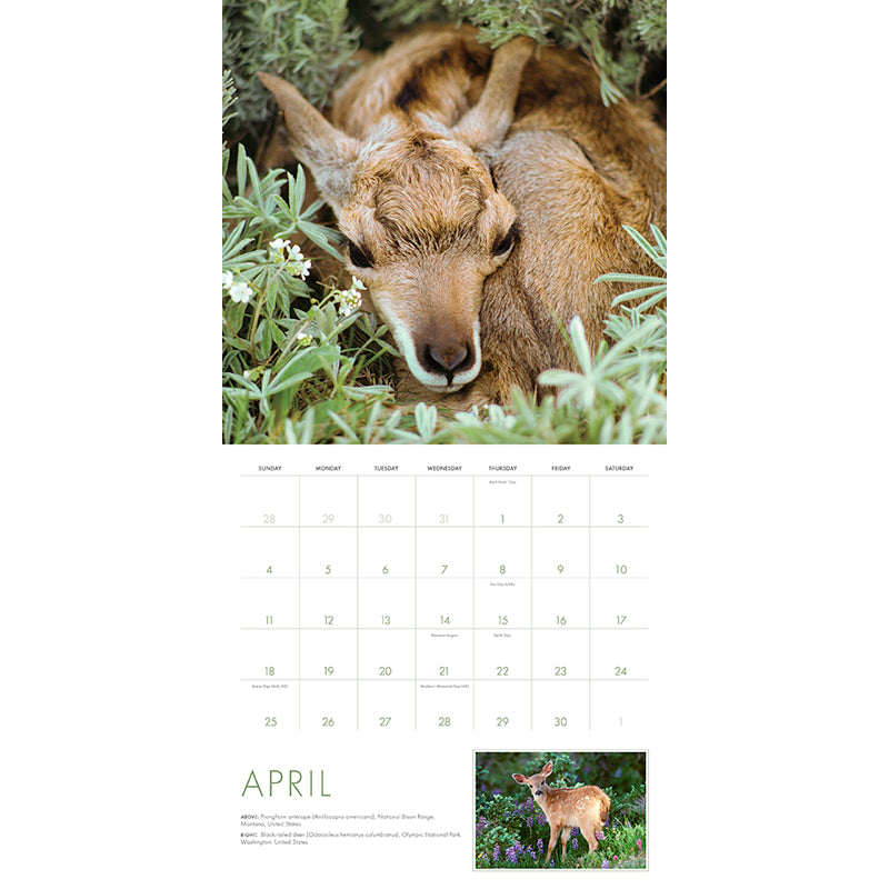 2027 Baby Animals Wall Calendar
