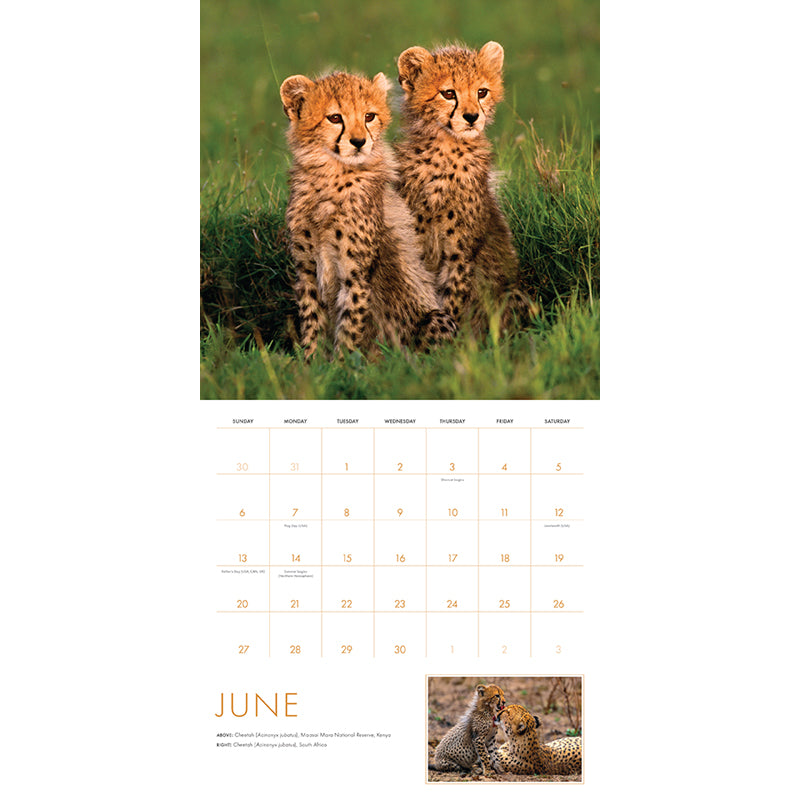 2027 Baby Animals Wall Calendar