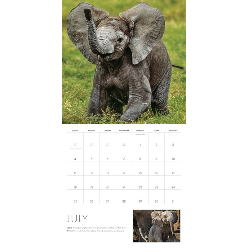 2027 Baby Animals Wall Calendar