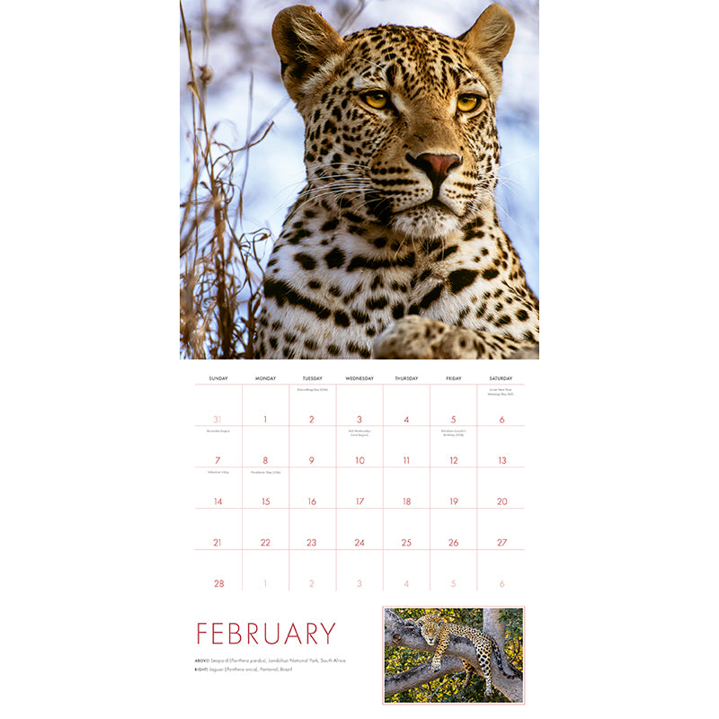 2027 Big Cats Wall Calendar