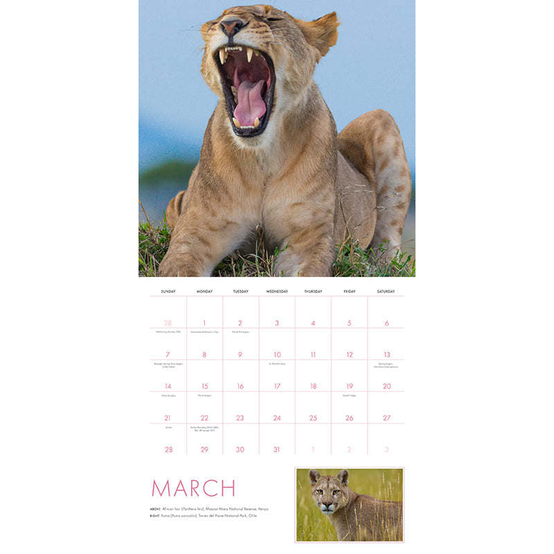 2027 Big Cats Wall Calendar