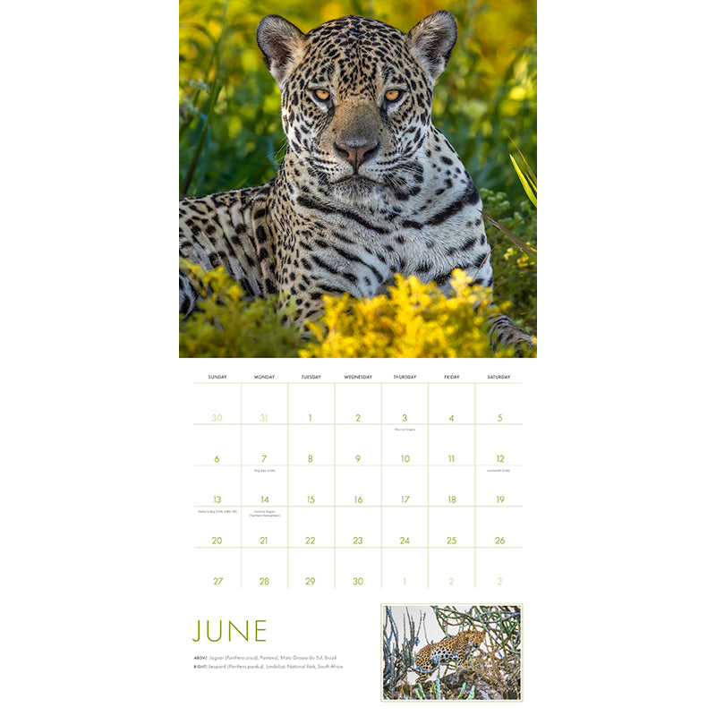 2027 Big Cats Wall Calendar