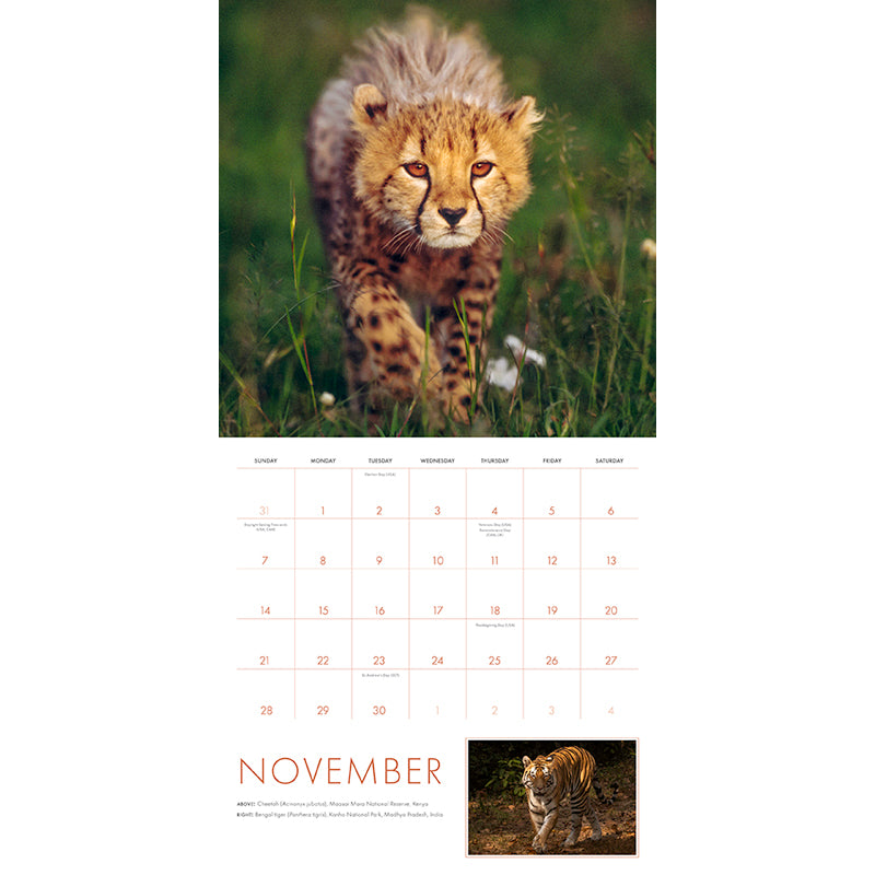 2027 Big Cats Wall Calendar