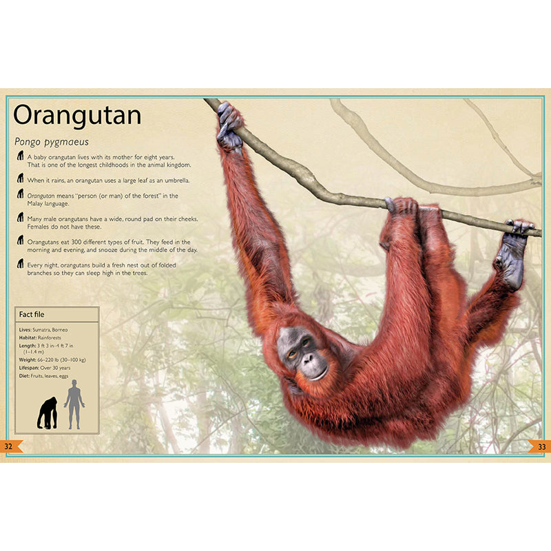 The Magnificent Book of Animals