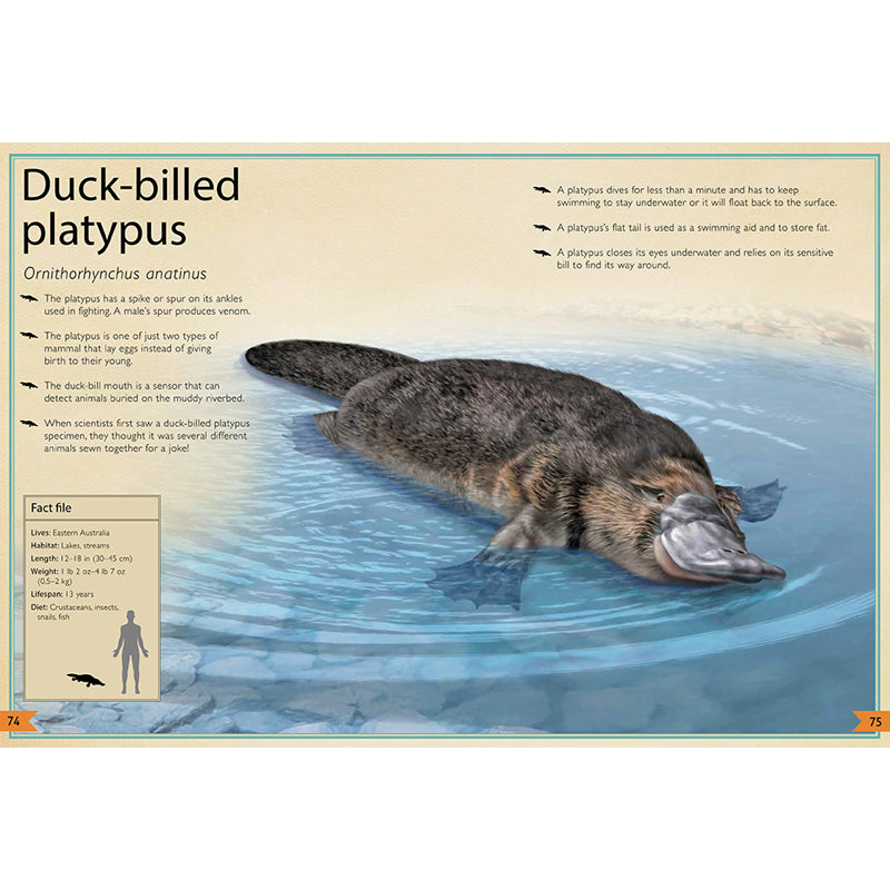 The Magnificent Book of Animals