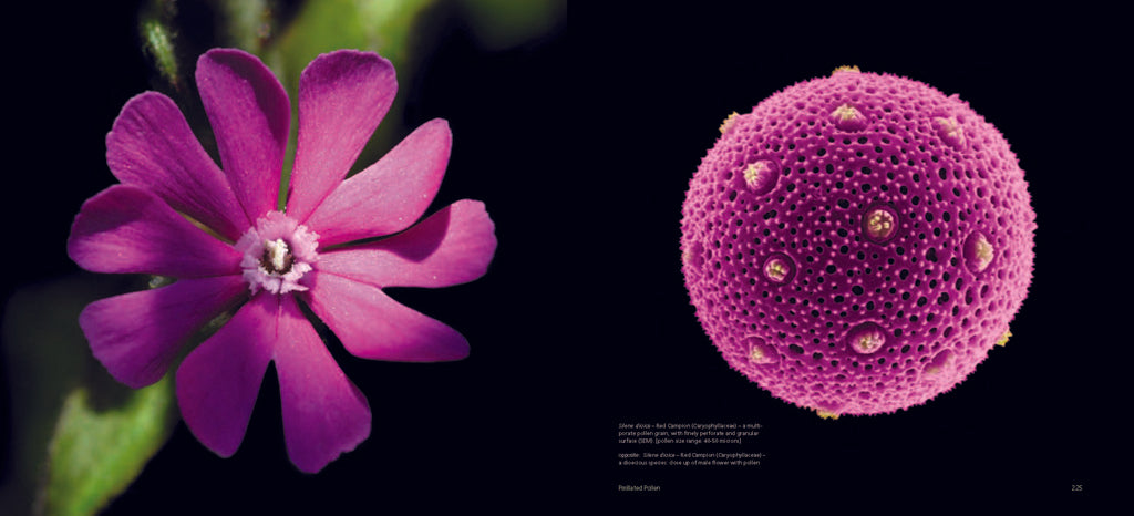 Pollen