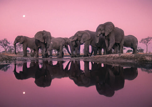 Into Africa: Blank Boxed Notecards