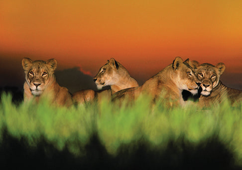 Into Africa: Blank Boxed Notecards