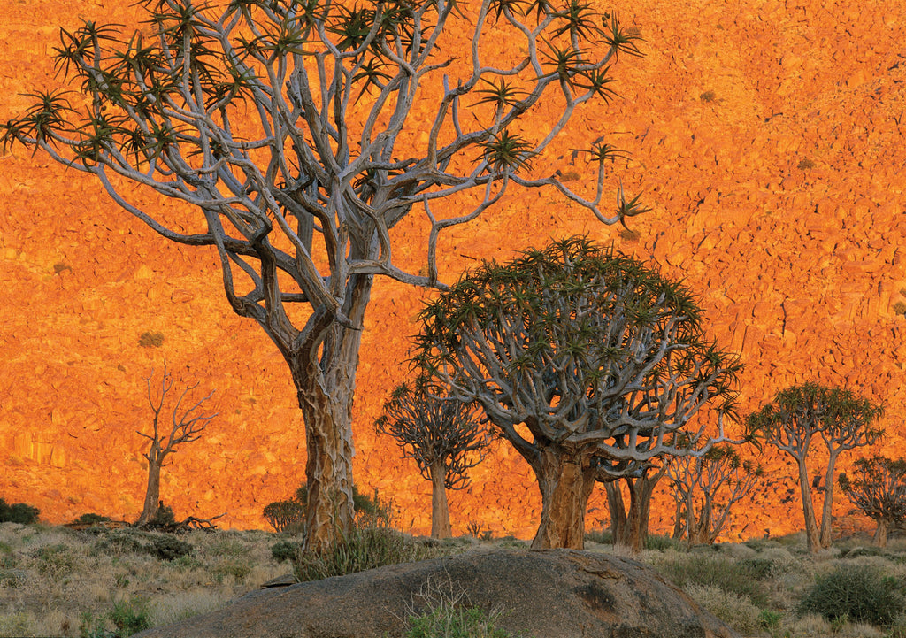 Into Africa: Blank Boxed Notecards