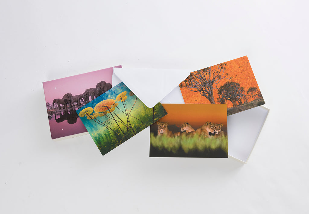 Into Africa: Blank Boxed Notecards