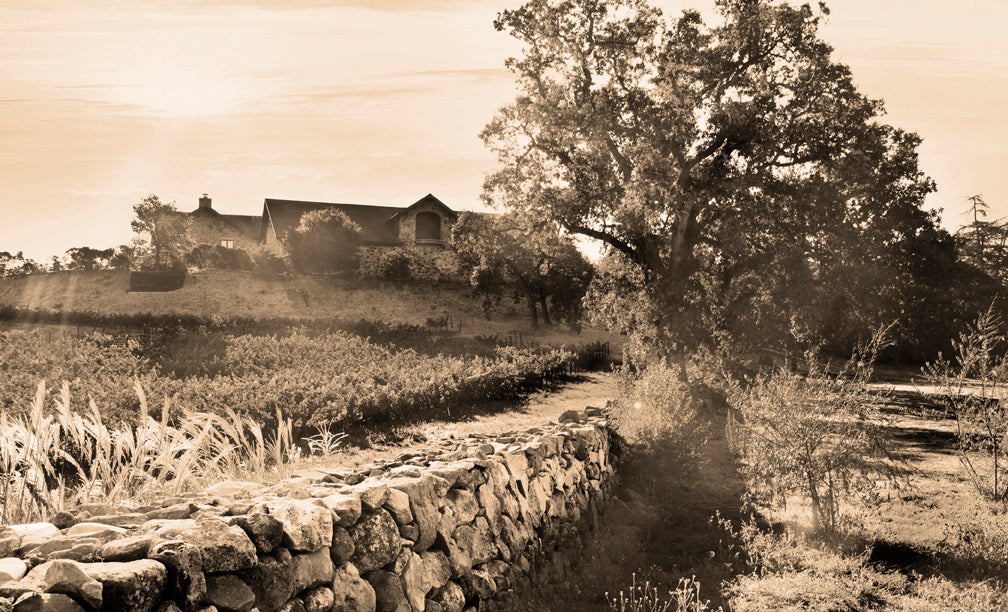 Napa Valley Cabernets
