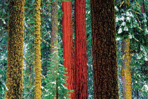 Art Wolfe: Extraordinary Earth Blank Boxed Notecards