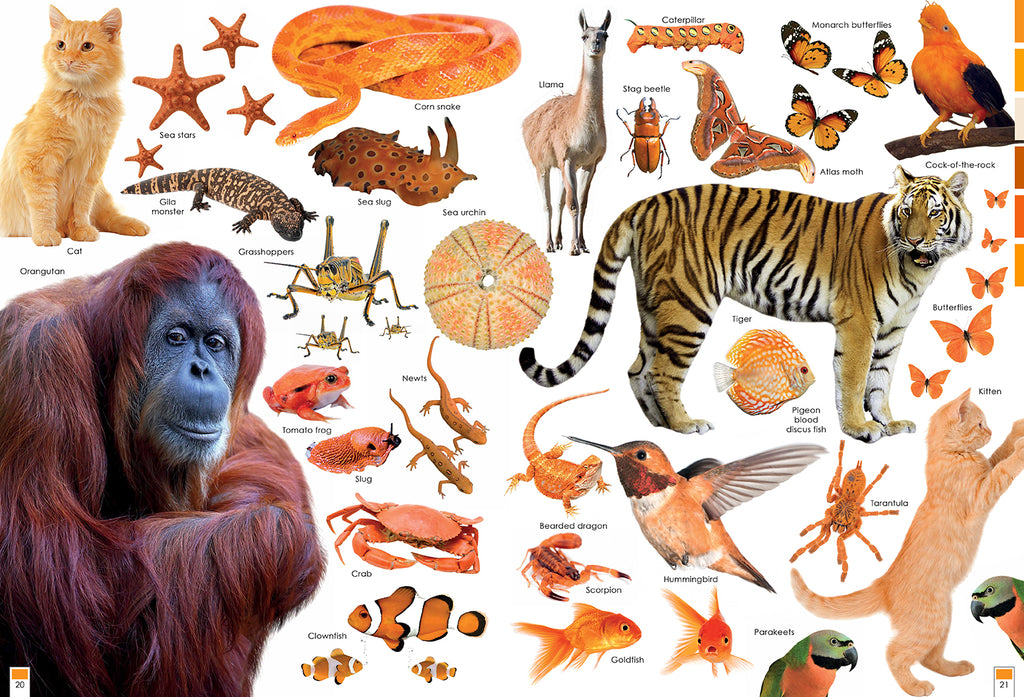 Colorful Creatures