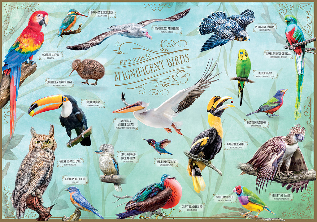 Field Guide to Magnificent Birds