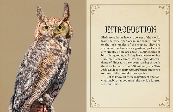 Field Guide to Magnificent Birds