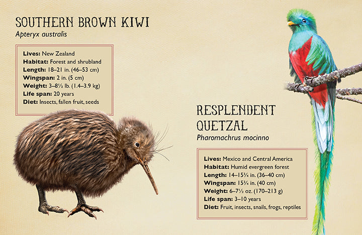 Field Guide to Magnificent Birds