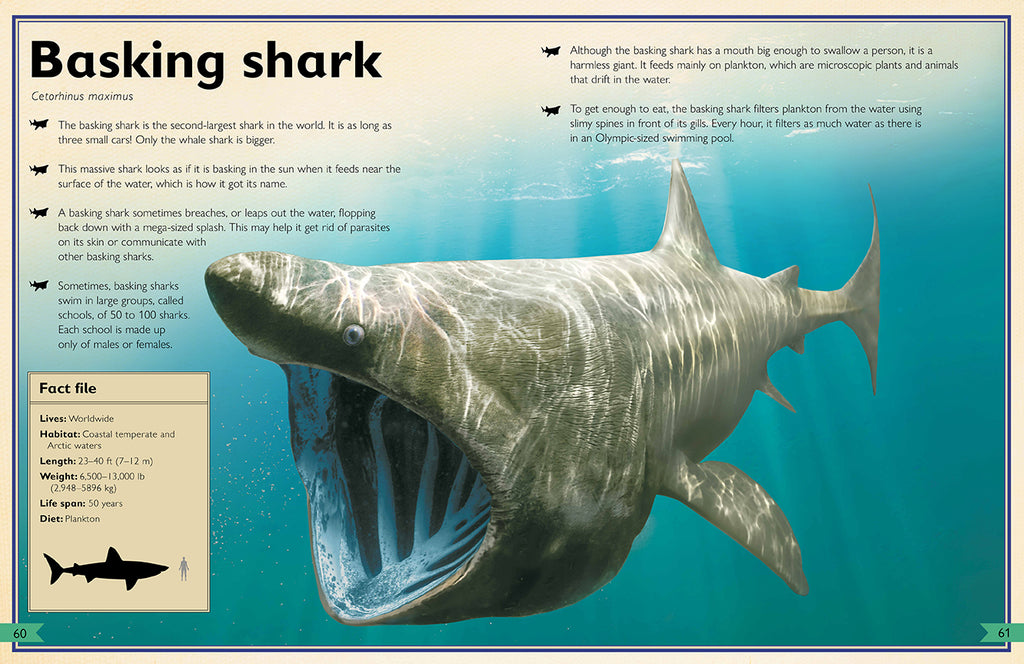 The Magnificent Book of Sharks